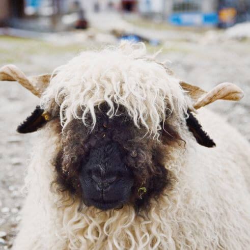 策馬特必玩-Wolli Sheep / Black-nose Sheep 黑鼻羊