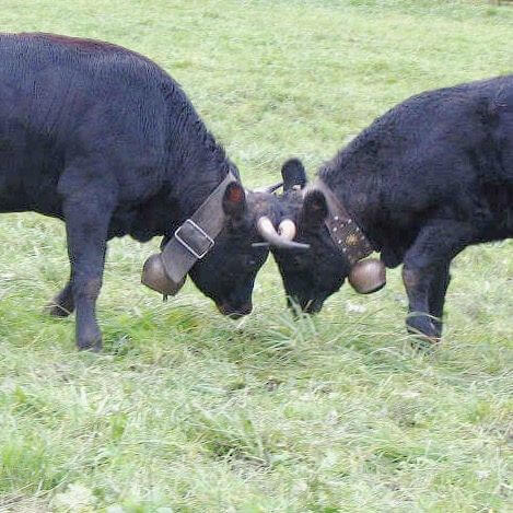 策馬特必玩-Hérens Cows 黑乳牛