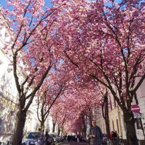 德國波昂Bonn必玩-Kirschblüte 櫻花街