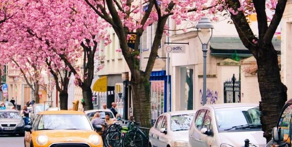 德國波昂Bonn必玩-Kirschblüte 櫻花街