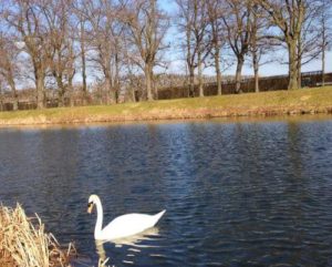 德國漢諾威Hannover必玩-Herrenhäuser Gärten 海恩豪森王家花園