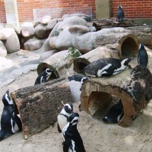 德國司徒加特=斯圖加特Stuttgart必玩-Wilhelma Zoological-Botanical Garden 威廉瑪動植物園