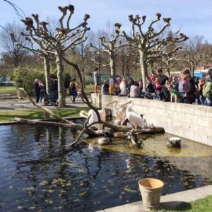 德國司徒加特=斯圖加特Stuttgart必玩-Wilhelma Zoological-Botanical Garden 威廉瑪動植物園