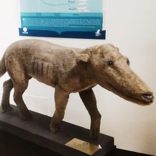 義大利費拉拉 = 菲拉拉 Ferrara必玩 - Museo Civico di Storia Naturale di Ferrara 自然歷史博物館