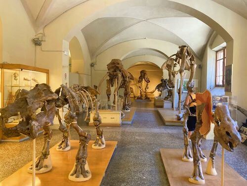 義大利佛羅倫斯 = 佛羅倫薩 = 翡冷翠 Florence = Fiorenza = Firenze 必玩 - Museo di Geologia e Paleontologia - Università di Firenze 佛羅倫斯自然史博物館