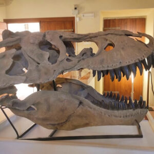 義大利 Gubbio 古比奧 (= Eugubini 尤古比尼) 必玩 - Extinction - Dinosauri in Carne e Ossa 恐龍博物館
