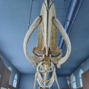義大利Milan 米蘭 (義語 Milano) 必玩 - Museo Civico di Storia Naturale di Milano 米蘭市立自然歷史博物館